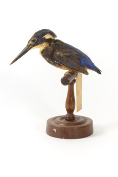 Azure Kingfisher standing on wooden perch facing forward