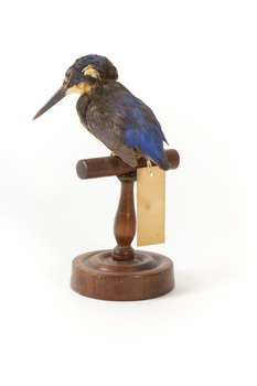 Azure Kingfisher standing on wooden perch facing forward