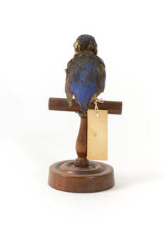 Azure Kingfisher standing on wooden perch facing forward