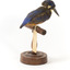 Azure Kingfisher standing on wooden perch facing forward