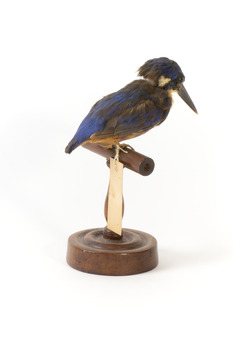 Azure Kingfisher standing on wooden perch facing forward