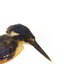 Azure Kingfisher standing on wooden perch facing forward