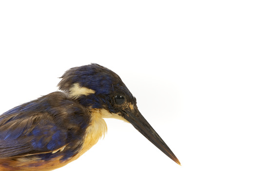 Azure Kingfisher standing on wooden perch facing forward