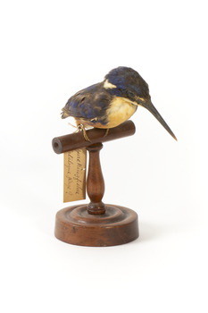 Azure Kingfisher standing on wooden perch facing forward