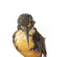 Azure Kingfisher standing on wooden perch facing forward