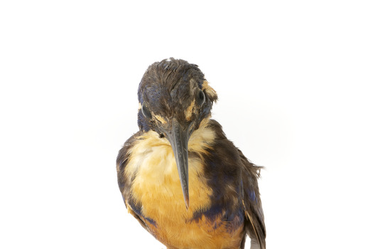 Azure Kingfisher standing on wooden perch facing forward