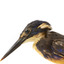 Azure Kingfisher standing on wooden perch facing forward