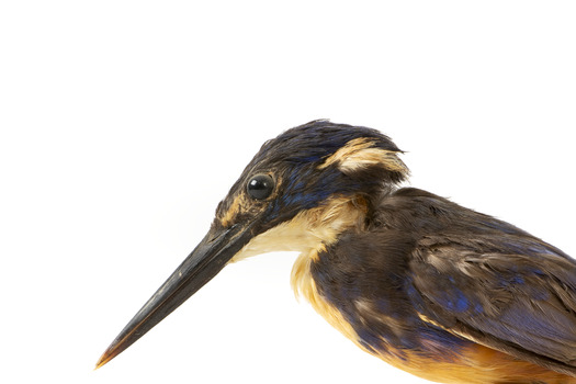 Azure Kingfisher standing on wooden perch facing forward