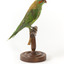 Musk Lorikeet standing on wooden perch facing forward