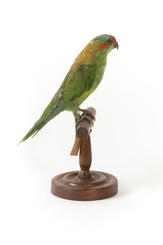 Musk Lorikeet standing on wooden perch facing forward