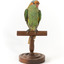 Musk Lorikeet standing on wooden perch facing forward with head positioned slightly left