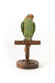 Musk Lorikeet standing on wooden perch facing forward with head positioned slightly left