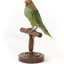 Front left of a Musk Lorikeet standing on wooden perch looking forwards