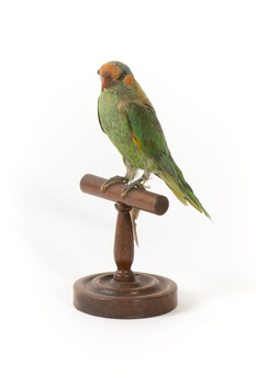 Front left of a Musk Lorikeet standing on wooden perch looking forwards