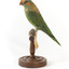 Left of a Musk Lorikeet standing on wooden perch facing forward