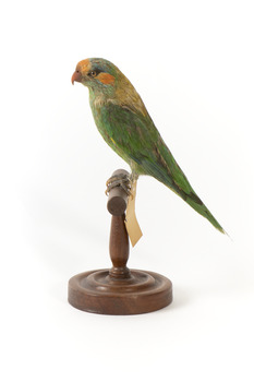 Left of a Musk Lorikeet standing on wooden perch facing forward