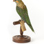 Rear left of a Musk Lorikeet standing on wooden perch facing forward