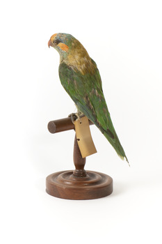 Rear left of a Musk Lorikeet standing on wooden perch facing forward