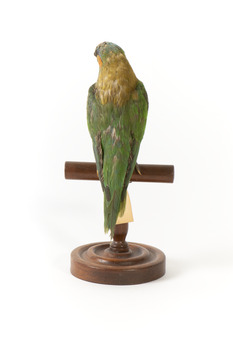 Rear of a Musk Lorikeet standing on wooden perch facing forward