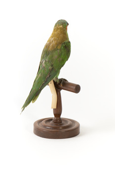 Rear of a Musk Lorikeet standing on wooden perch facing forward