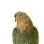 Musk Lorikeet standing on wooden perch facing forward