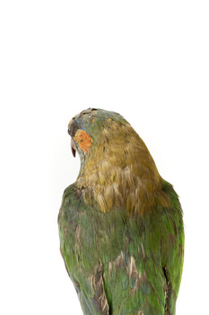 Musk Lorikeet standing on wooden perch facing forward