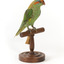 Musk Lorikeet standing on wooden perch facing forward