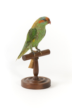 Musk Lorikeet standing on wooden perch facing forward