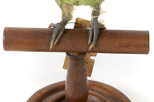 Musk Lorikeet standing on wooden perch facing forward