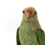 Musk Lorikeet standing on wooden perch facing forward