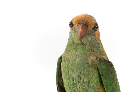 Musk Lorikeet standing on wooden perch facing forward