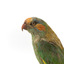 Musk Lorikeet standing on wooden perch facing forward