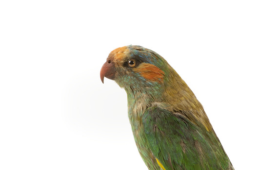 Musk Lorikeet standing on wooden perch facing forward