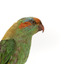 Musk Lorikeet standing on wooden perch facing forward