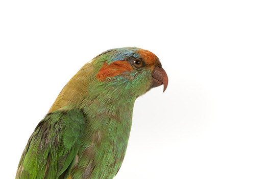 Musk Lorikeet standing on wooden perch facing forward