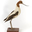 Red Necked Avocat standing on a wooden platform facing forward with a paper tag tied around left leg.