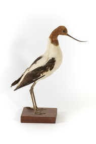 Red Necked Avocat standing on a wooden platform facing forward with a paper tag tied around left leg.