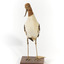 Red Necked Avocat standing on a wooden platform facing forward with a paper tag tied around left leg.