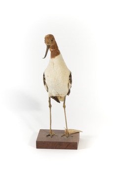 Red Necked Avocat standing on a wooden platform facing forward with a paper tag tied around left leg.