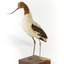 Red Necked Avocat standing on a wooden platform facing forward with a paper tag tied around left leg.
