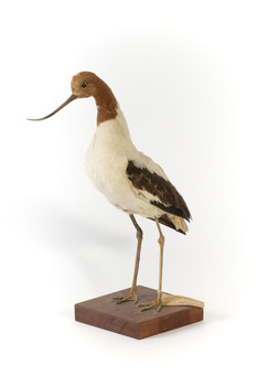 Red Necked Avocat standing on a wooden platform facing forward with a paper tag tied around left leg.