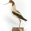 Red Necked Avocat standing on a wooden platform facing forward with a paper tag tied around left leg.
