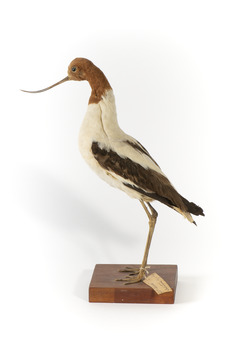 Red Necked Avocat standing on a wooden platform facing forward with a paper tag tied around left leg.