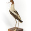 Red Necked Avocat standing on a wooden platform facing forward with a paper tag tied around left leg.