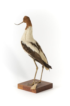 Red Necked Avocat standing on a wooden platform facing forward with a paper tag tied around left leg.