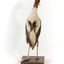 Red Necked Avocat standing on a wooden platform facing forward with a paper tag tied around left leg.