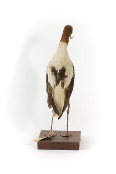 Red Necked Avocat standing on a wooden platform facing forward with a paper tag tied around left leg.