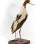 Red Necked Avocat standing on a wooden platform facing forward with a paper tag tied around left leg.