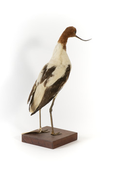 Red Necked Avocat standing on a wooden platform facing forward with a paper tag tied around left leg.