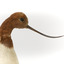 Red Necked Avocat standing on a wooden platform facing forward with a paper tag tied around left leg.